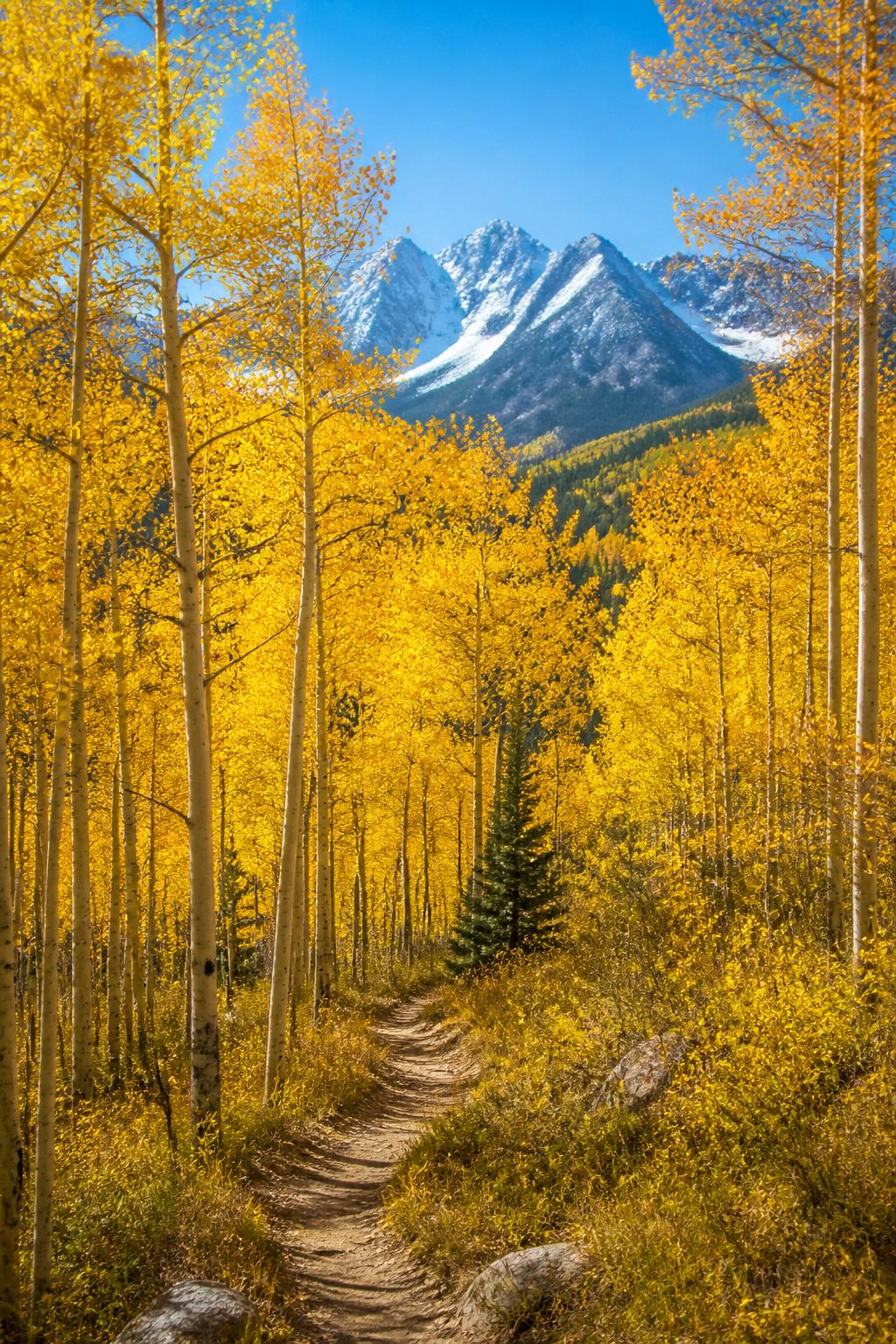 Golden aspen trees in Colorado fall