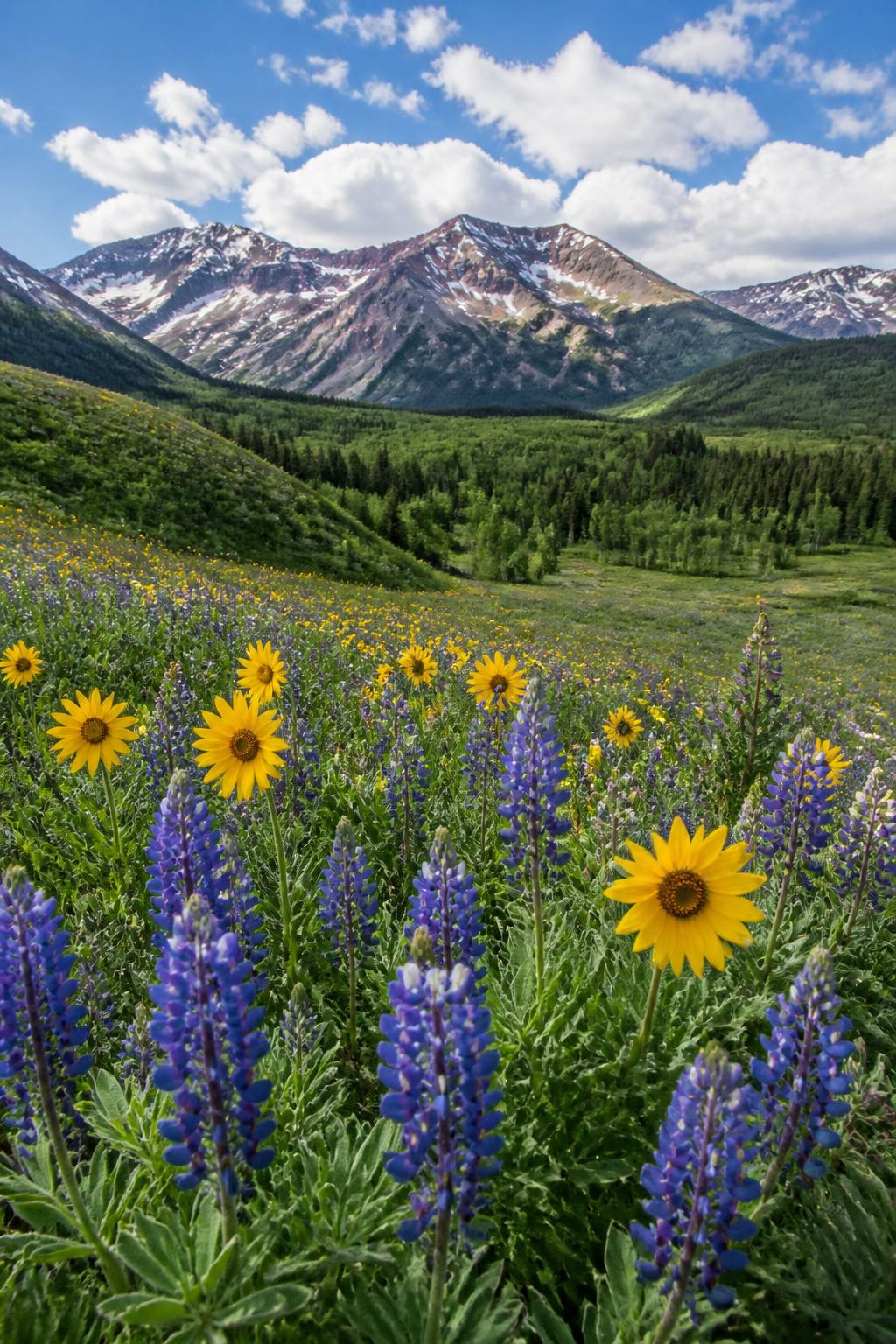 Colorado mountain wildflower meadow